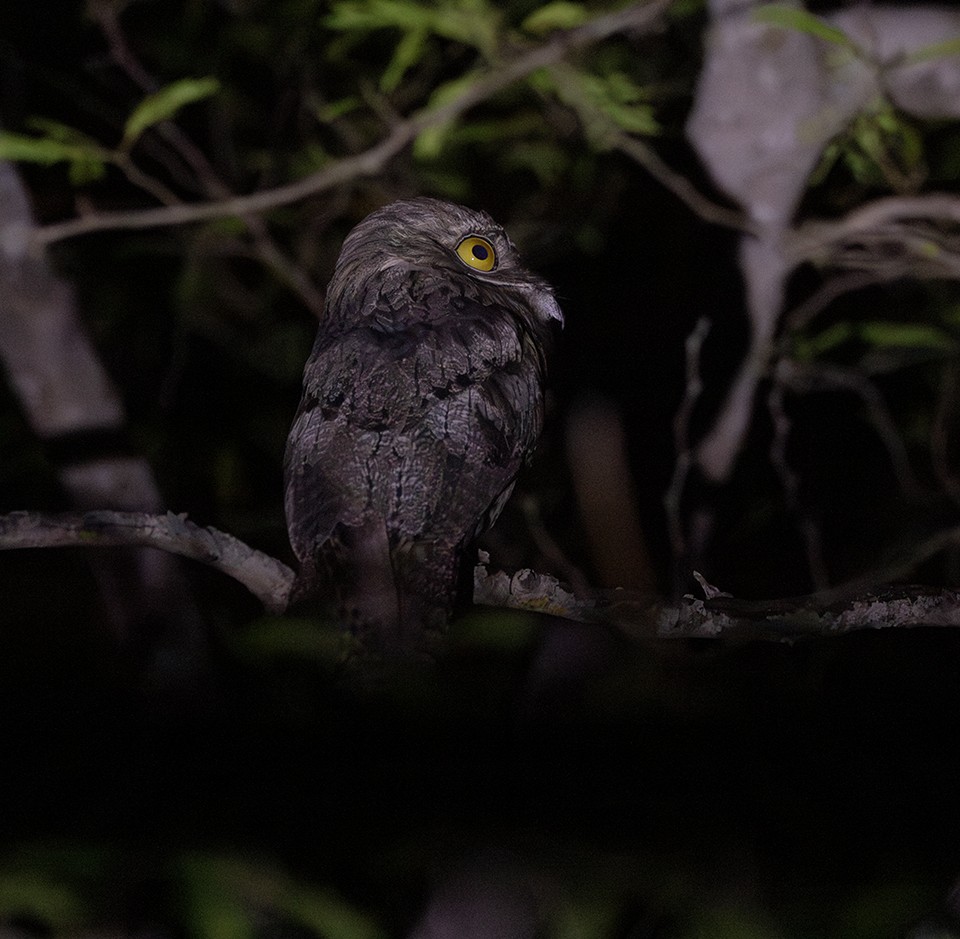 Northern Potoo (Caribbean) - ML642762497