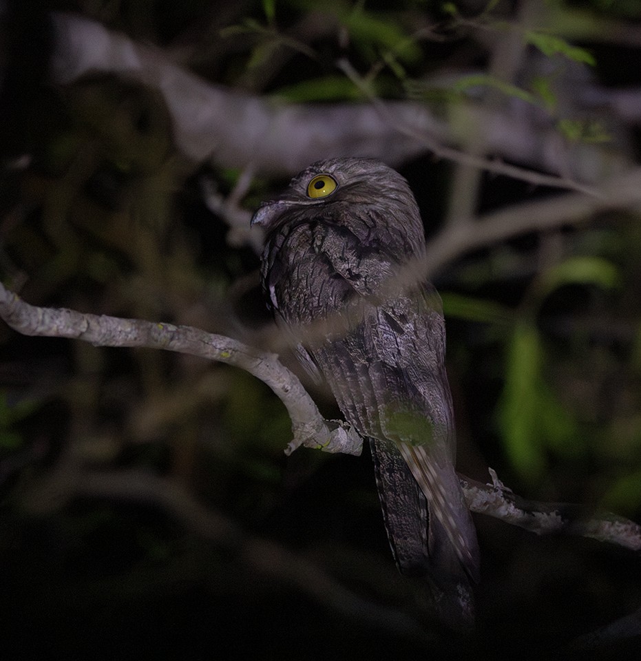Northern Potoo (Caribbean) - ML642762498