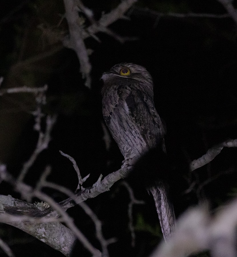 Northern Potoo (Caribbean) - ML642762499
