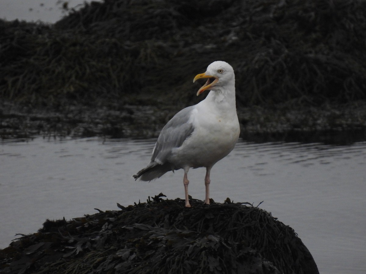 ヨーロッパセグロカモメ - ML642762503