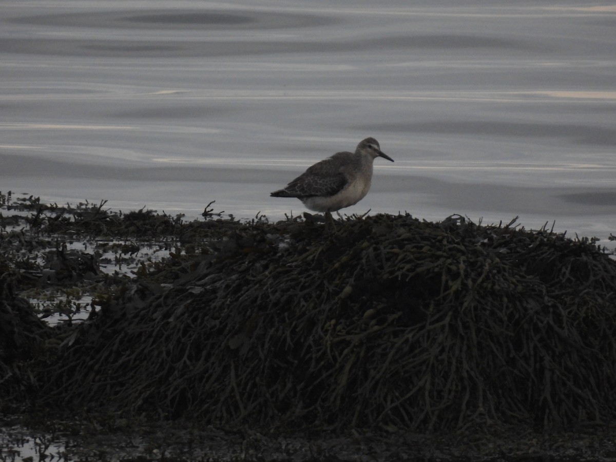 コオバシギ - ML642762516