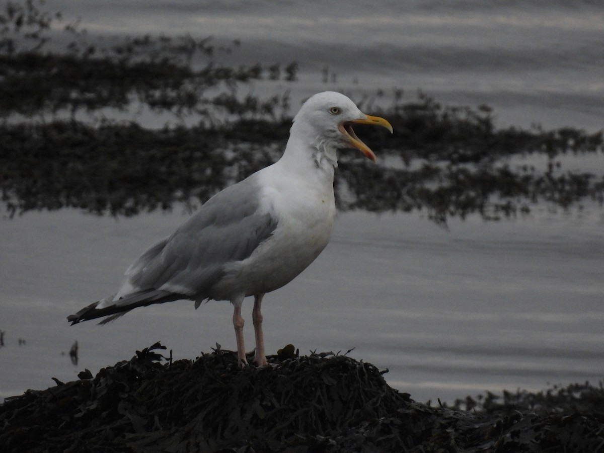 ヨーロッパセグロカモメ - ML642762526