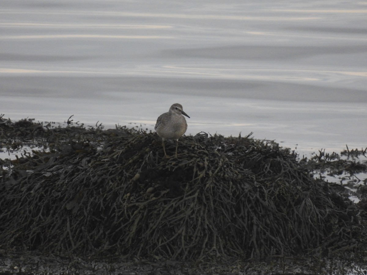 コオバシギ - ML642762536