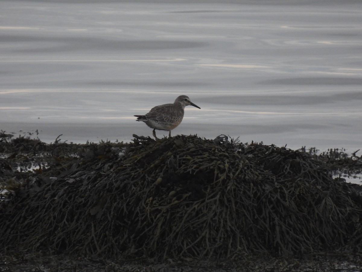 コオバシギ - ML642762550