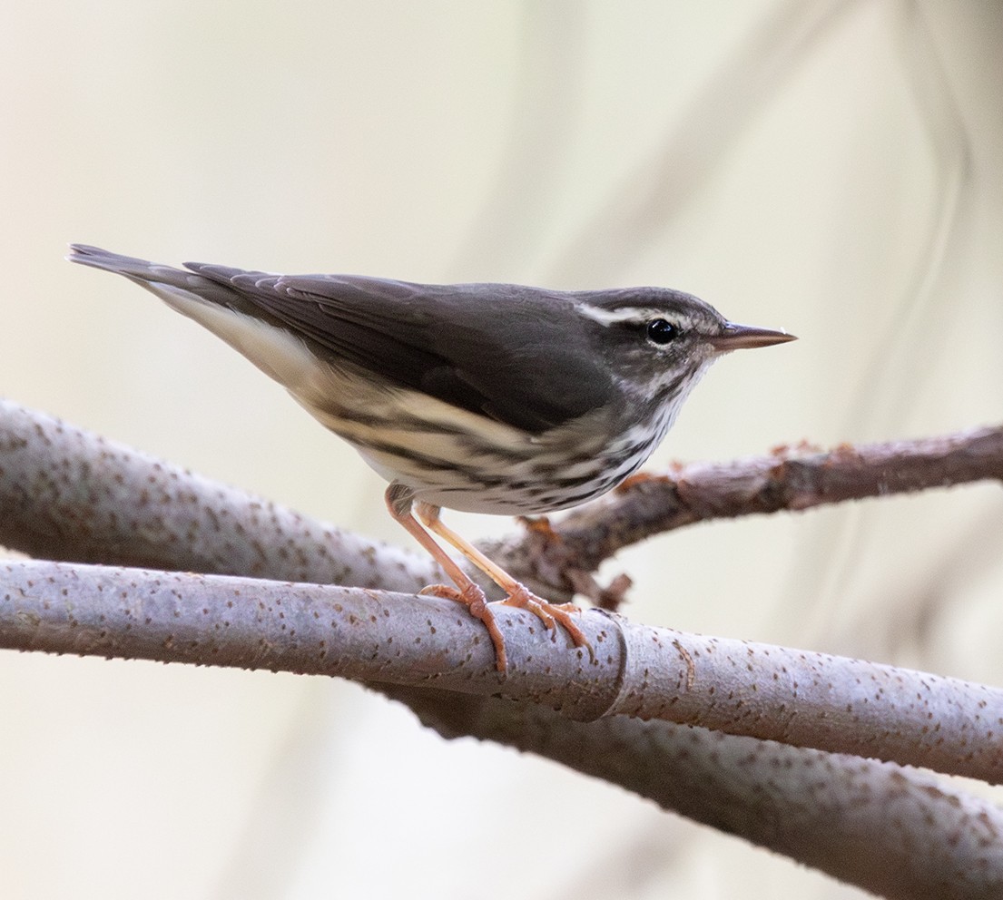 Louisiana Waterthrush - ML642762576
