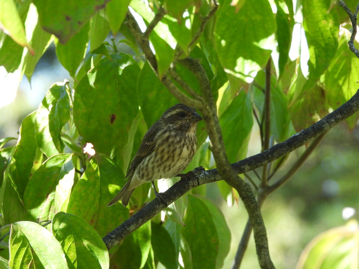 Purple Finch - ML642762585