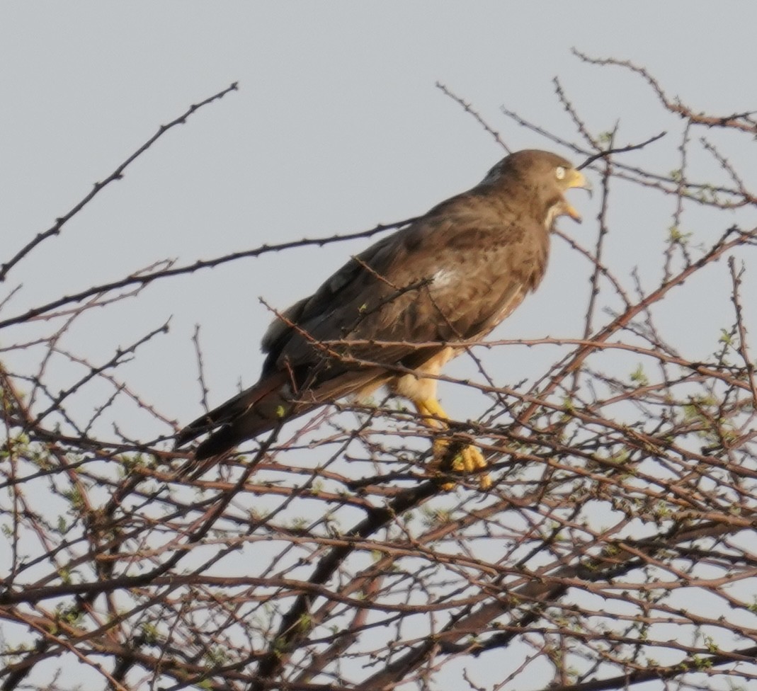 White-eyed Buzzard - ML642762595
