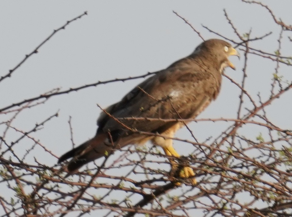 White-eyed Buzzard - ML642762596