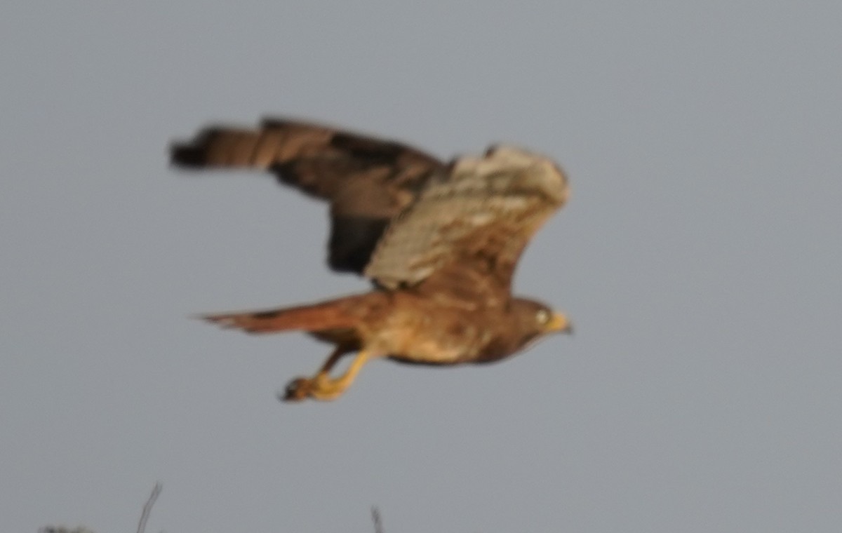 White-eyed Buzzard - ML642762608