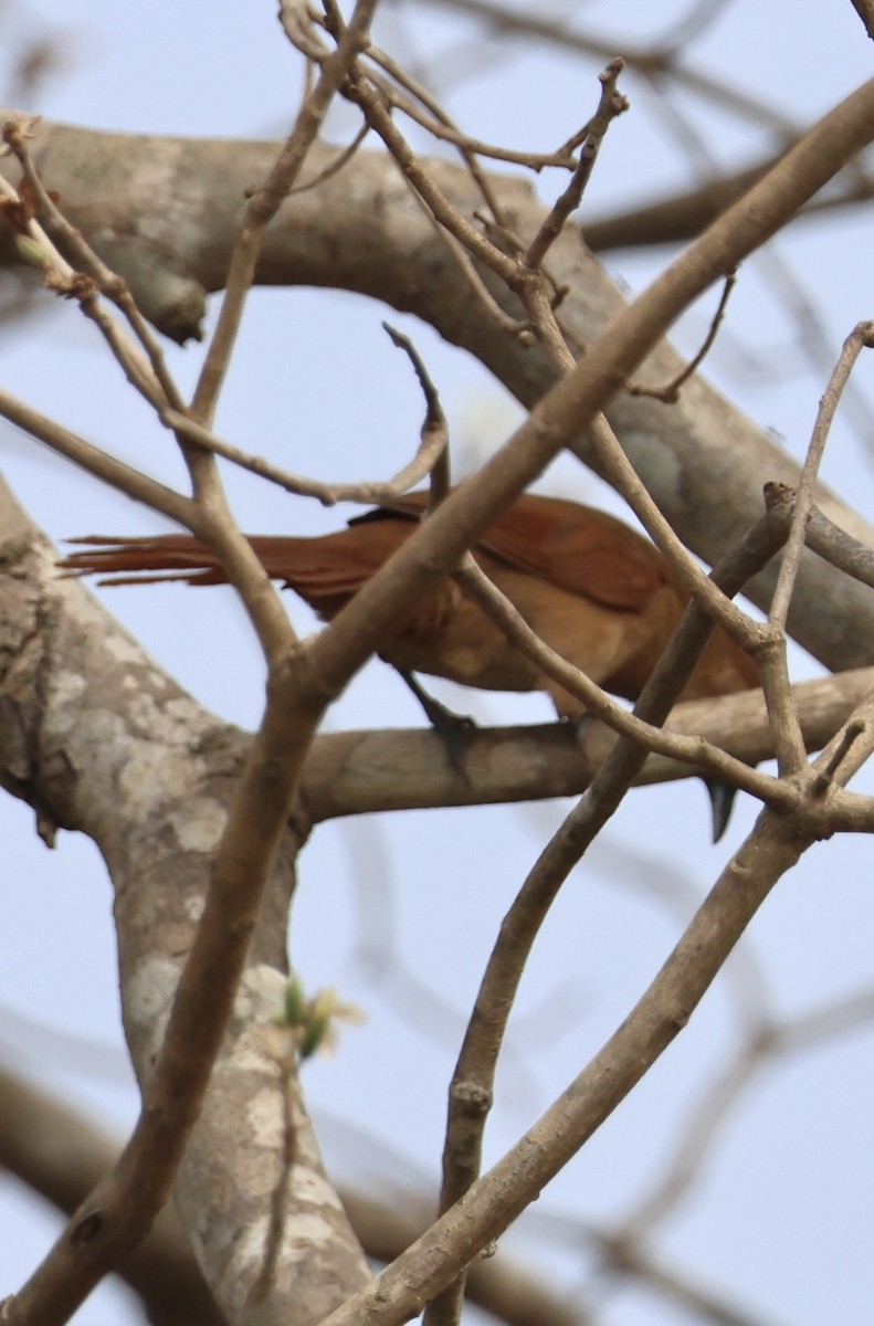Greater Thornbird - ML642762615