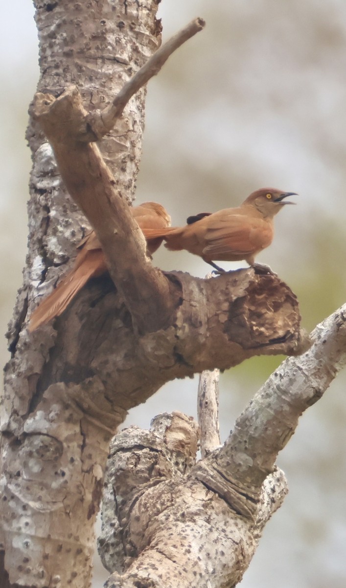 Greater Thornbird - ML642762616