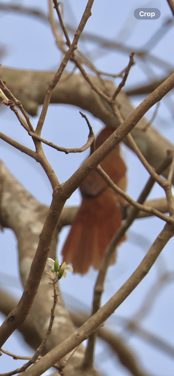 Greater Thornbird - ML642762617