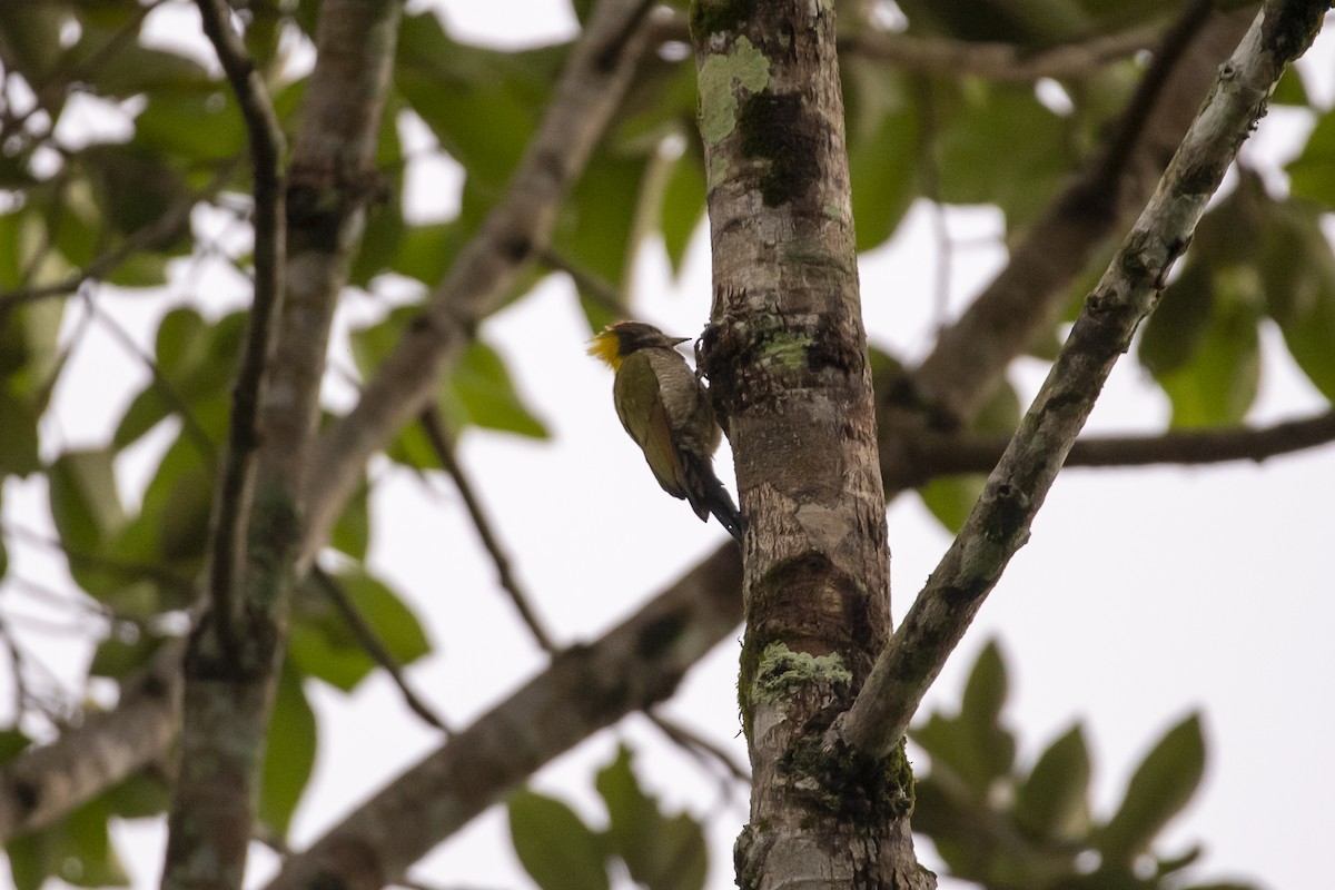 Lesser Yellownape - ML642762650