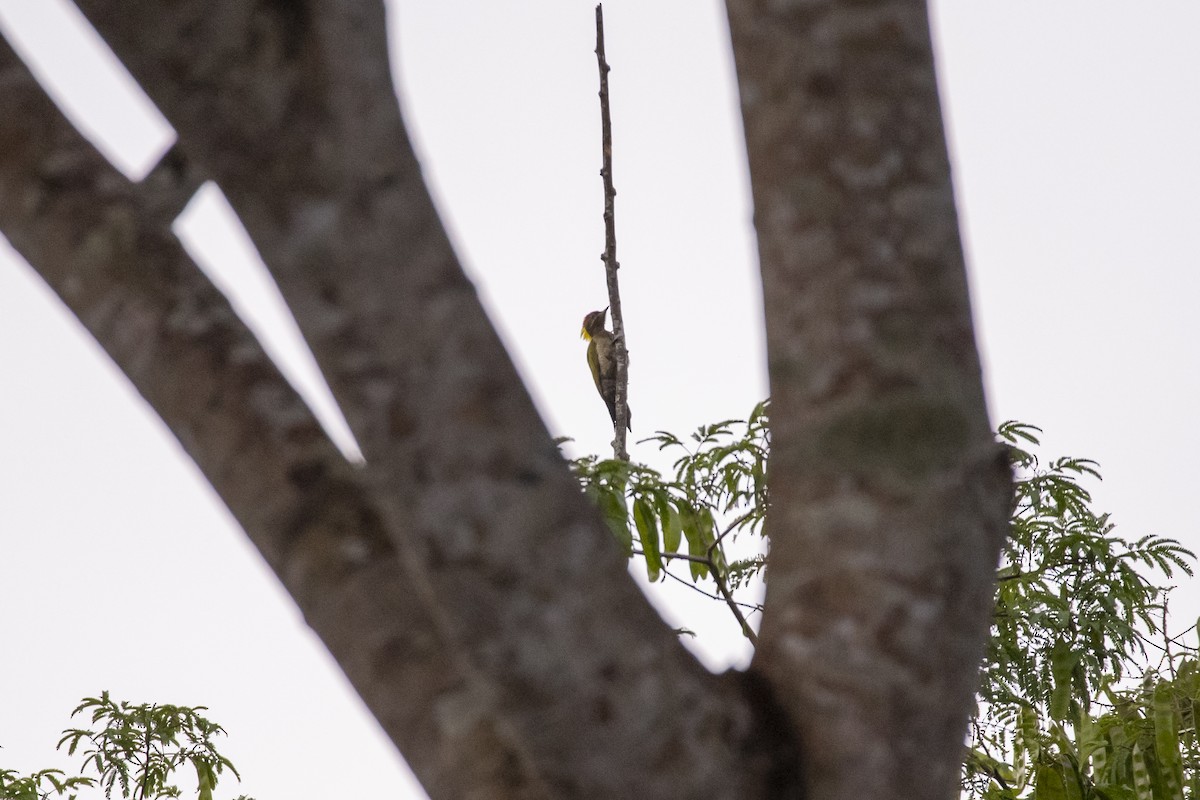 Lesser Yellownape - ML642762651