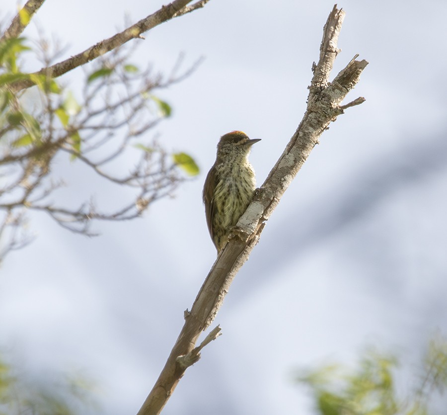 Antillean Piculet - ML642762656