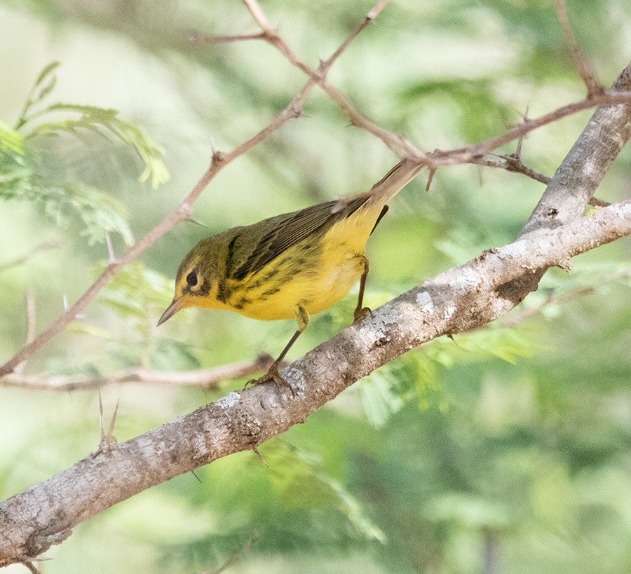 Prairie Warbler - ML642762665