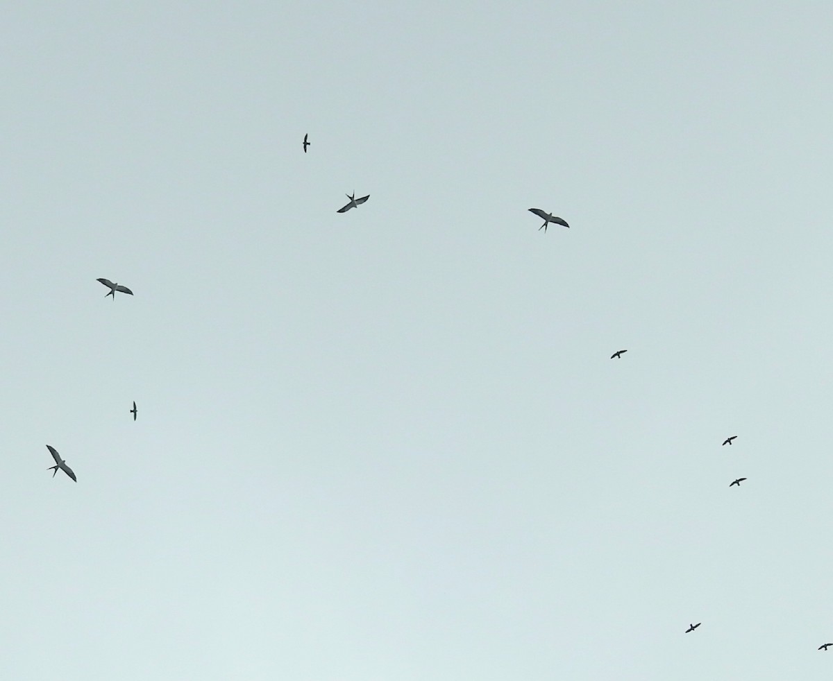 Swallow-tailed Kite - ML642762676