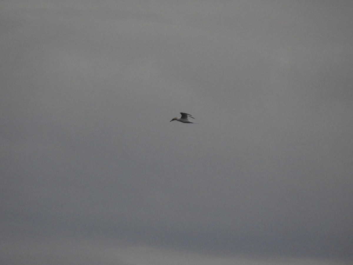 シロカツオドリ - ML642762691