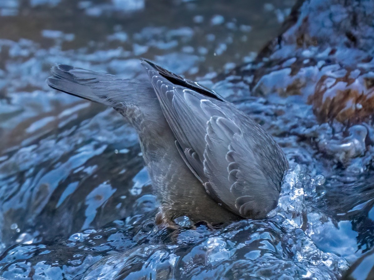 American Dipper - ML642762706