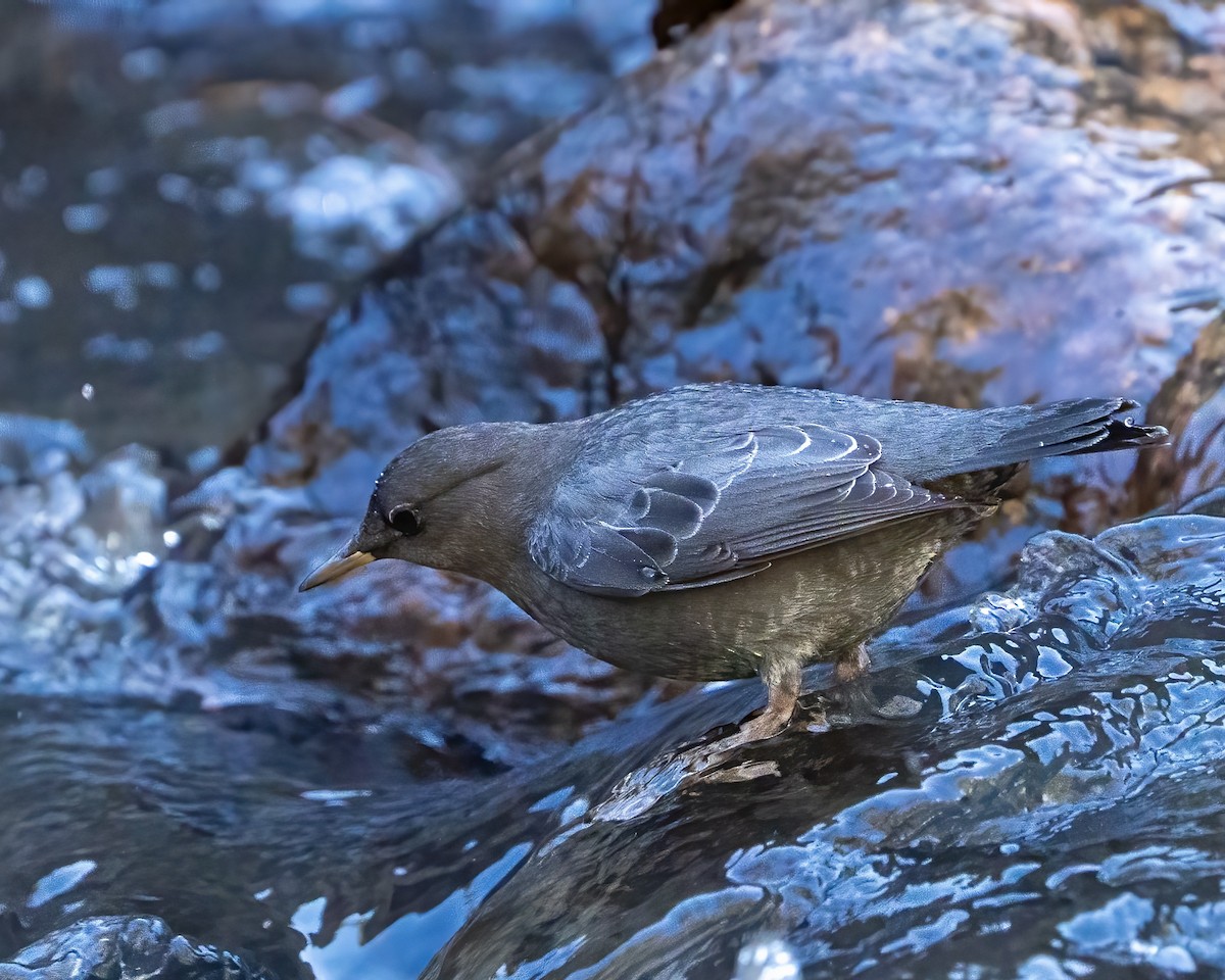 American Dipper - ML642762707