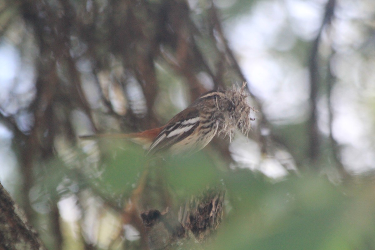White-browed Scrub-Robin - ML642762713