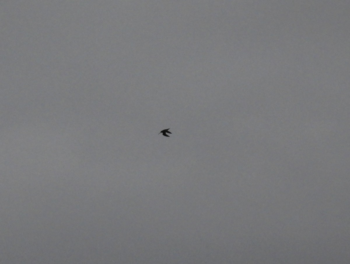 タシギ - ML642762714