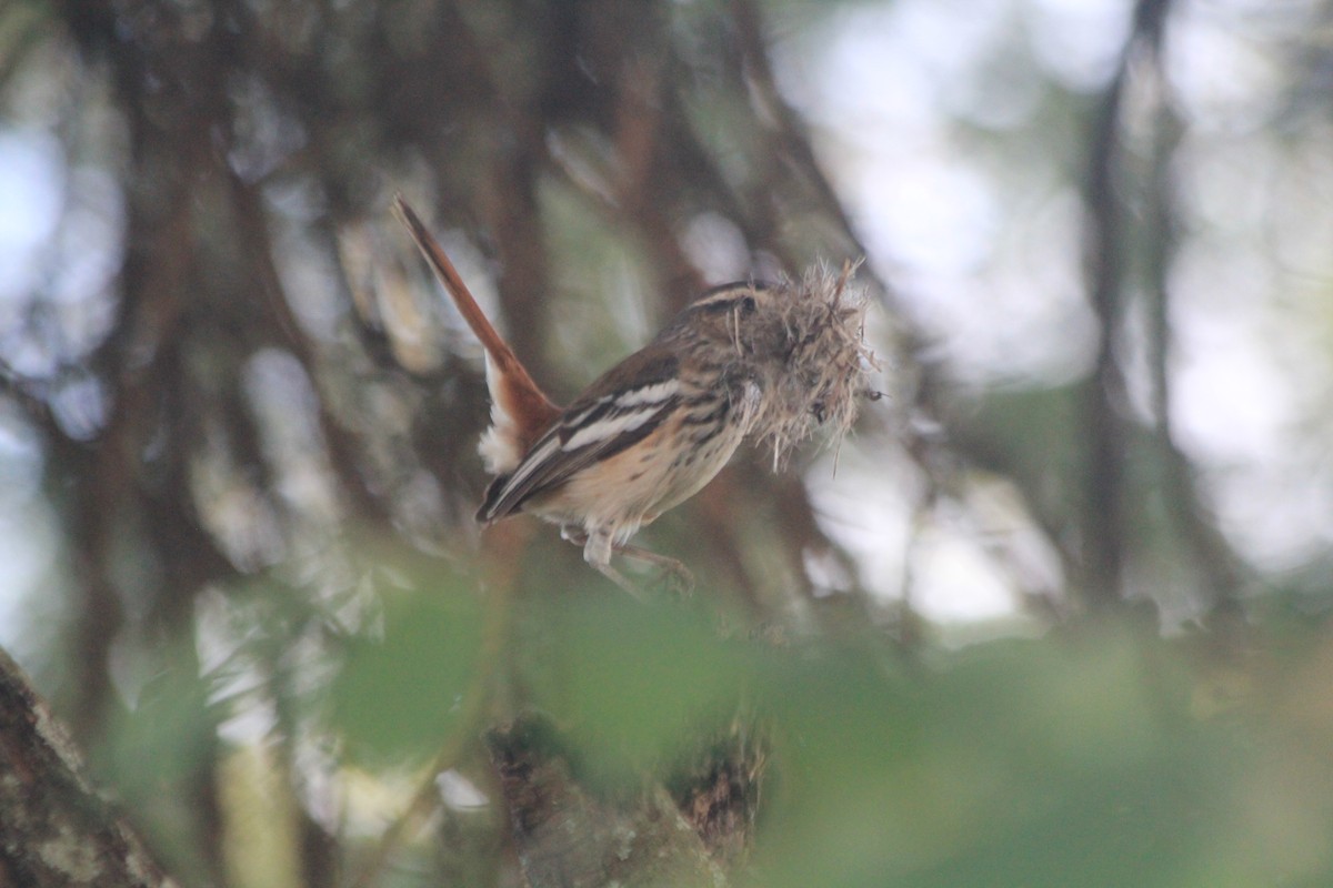 White-browed Scrub-Robin - ML642762715