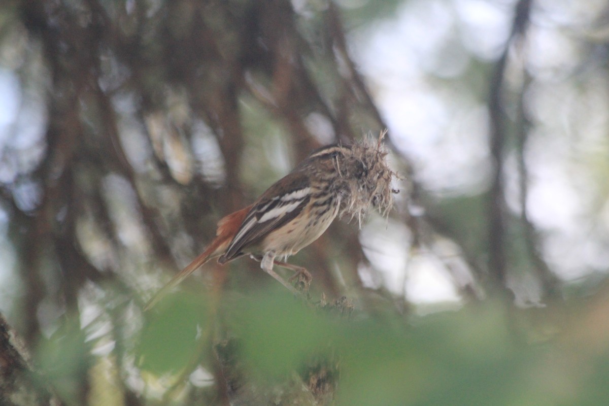White-browed Scrub-Robin - ML642762716