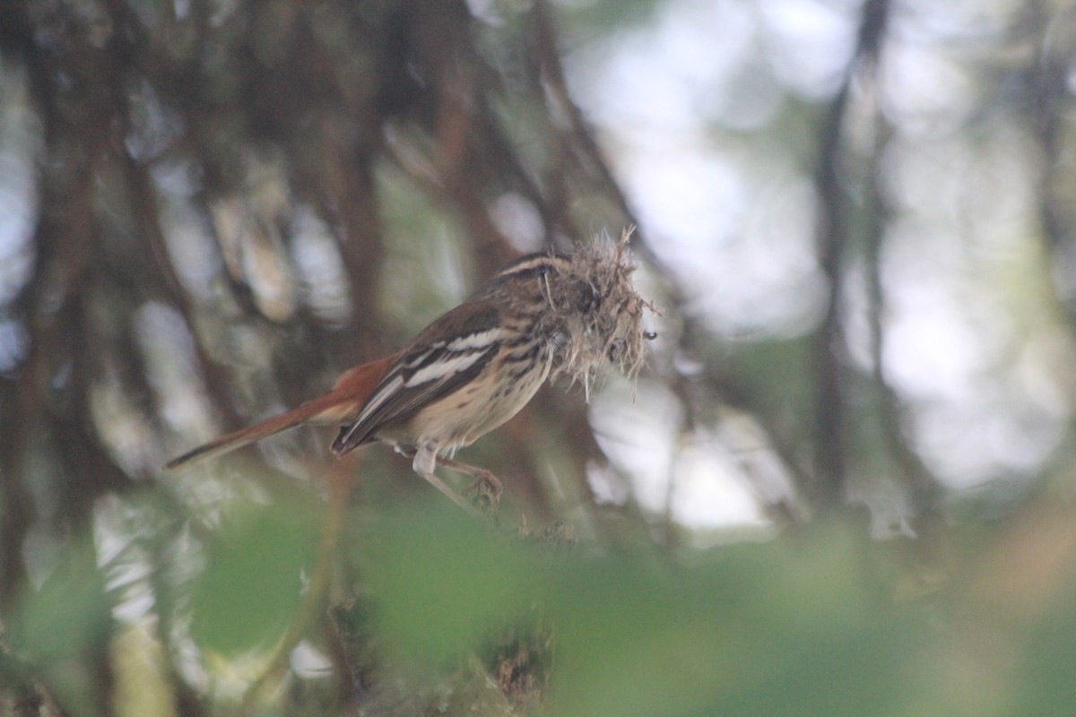 White-browed Scrub-Robin - ML642762717