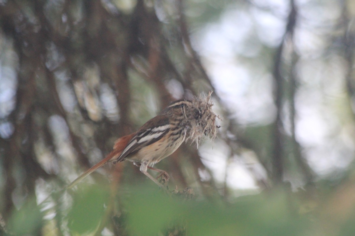White-browed Scrub-Robin - ML642762718