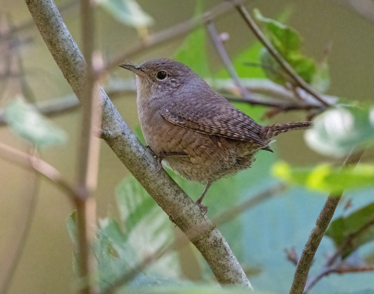 Northern House Wren - ML642762719