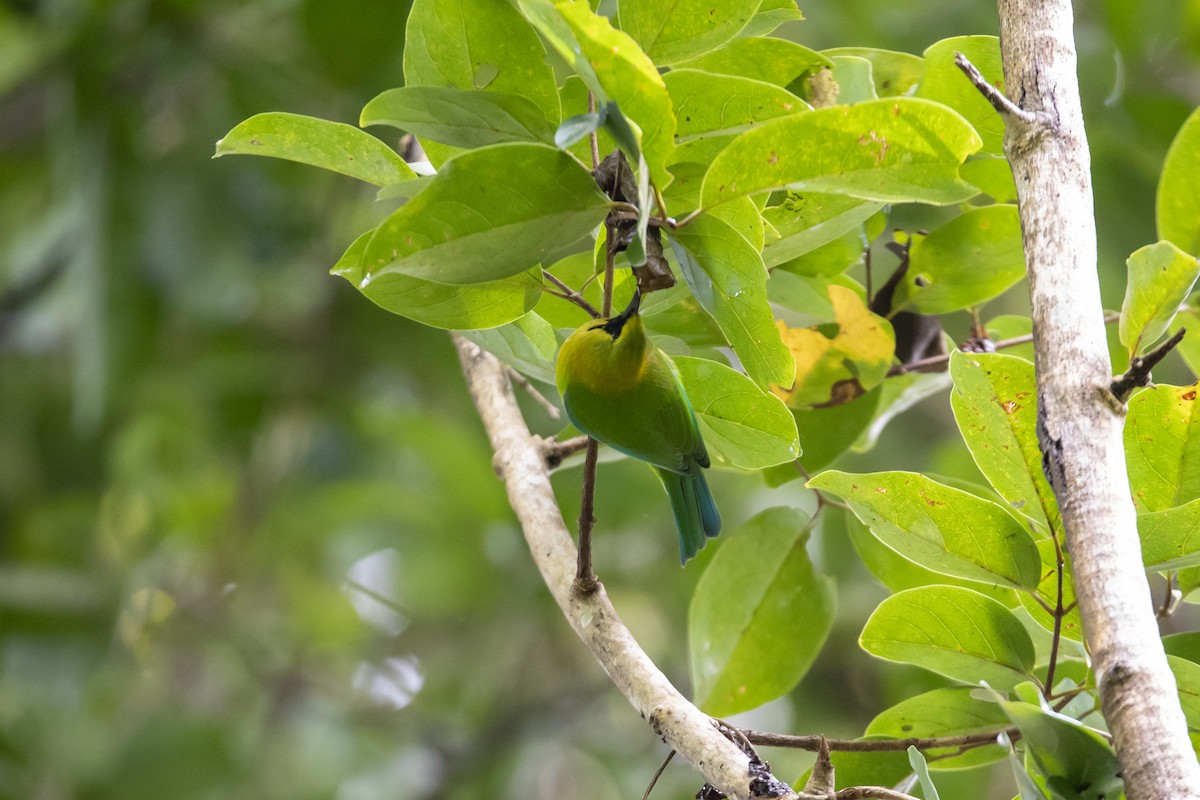 Blue-winged Leafbird - ML642762720