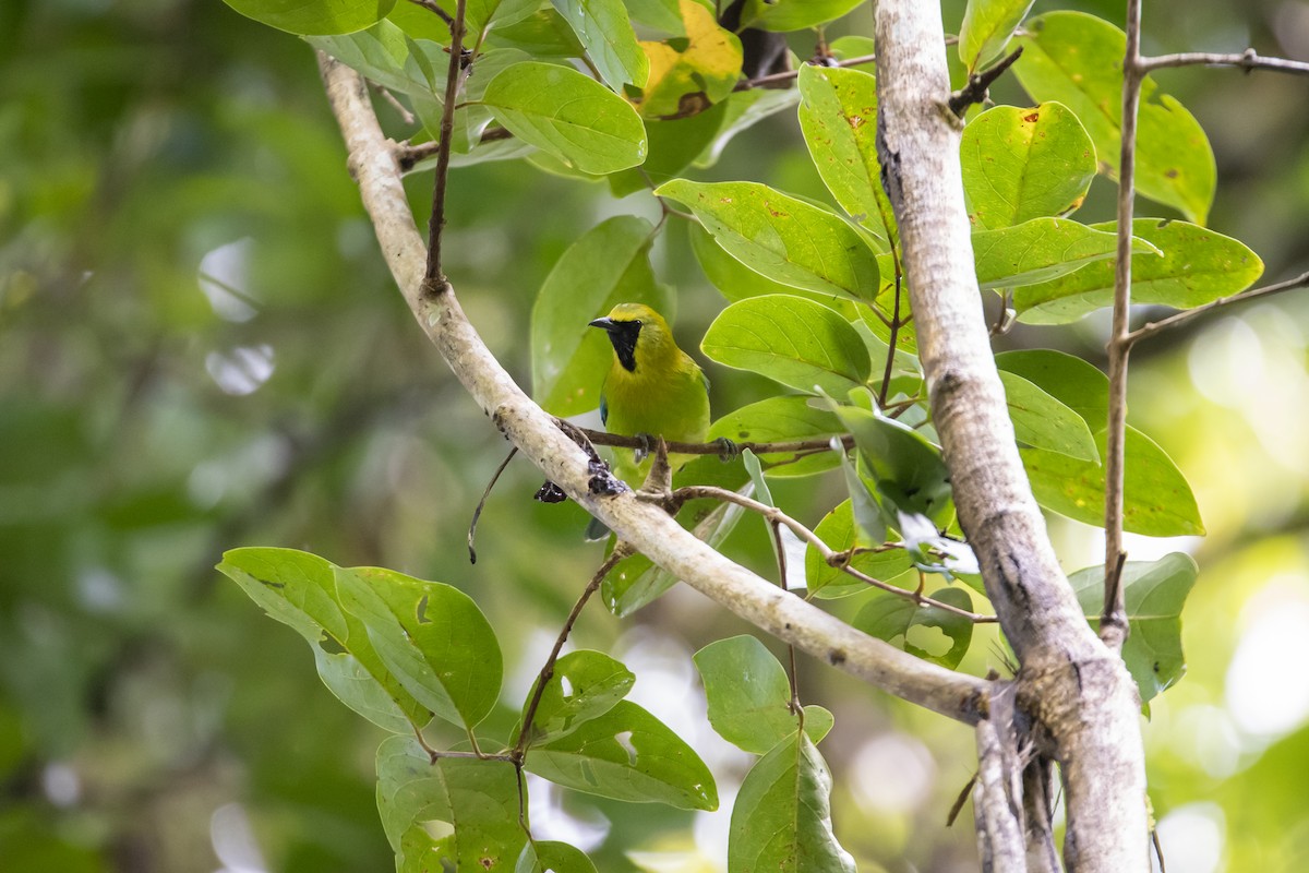 Blue-winged Leafbird - ML642762721