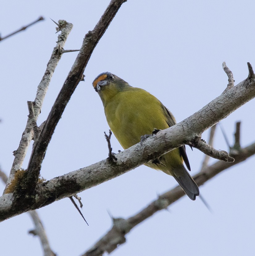 Hispaniolan Euphonia - ML642762726