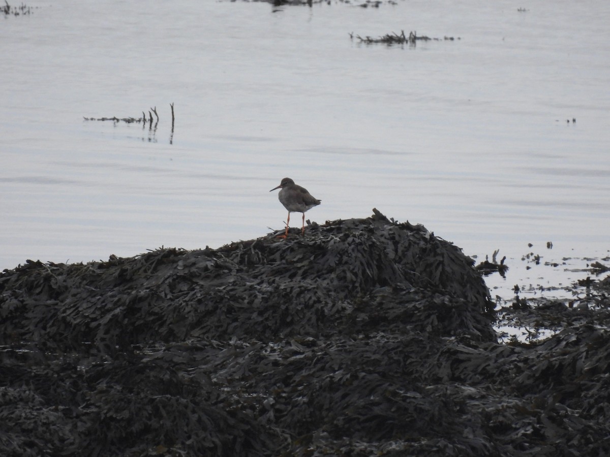 アカアシシギ - ML642762730