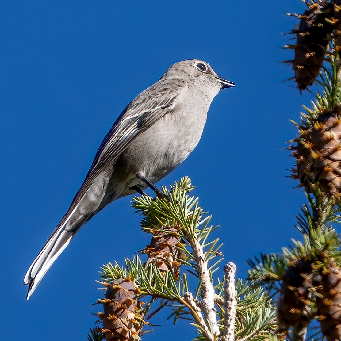 Townsend's Solitaire - ML642762731