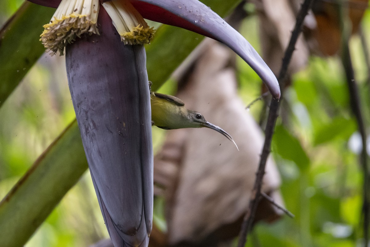 Little Spiderhunter - ML642762732