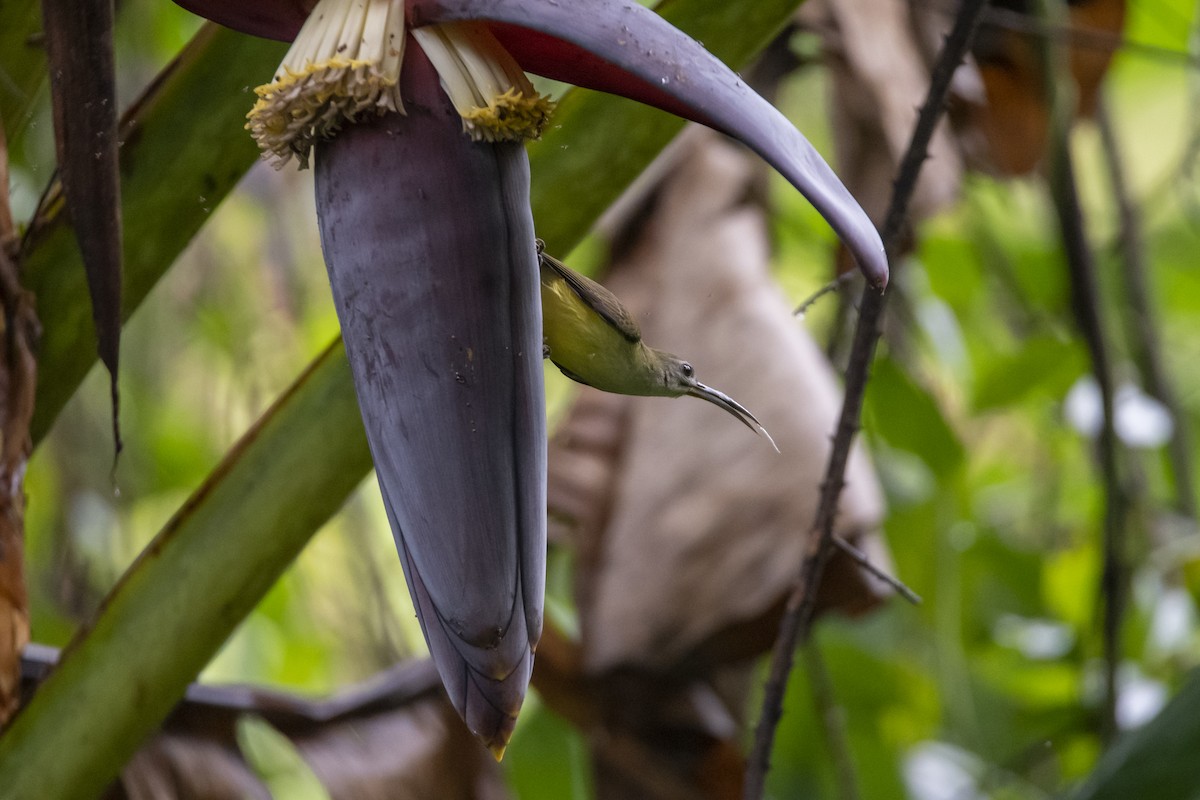 Little Spiderhunter - ML642762733