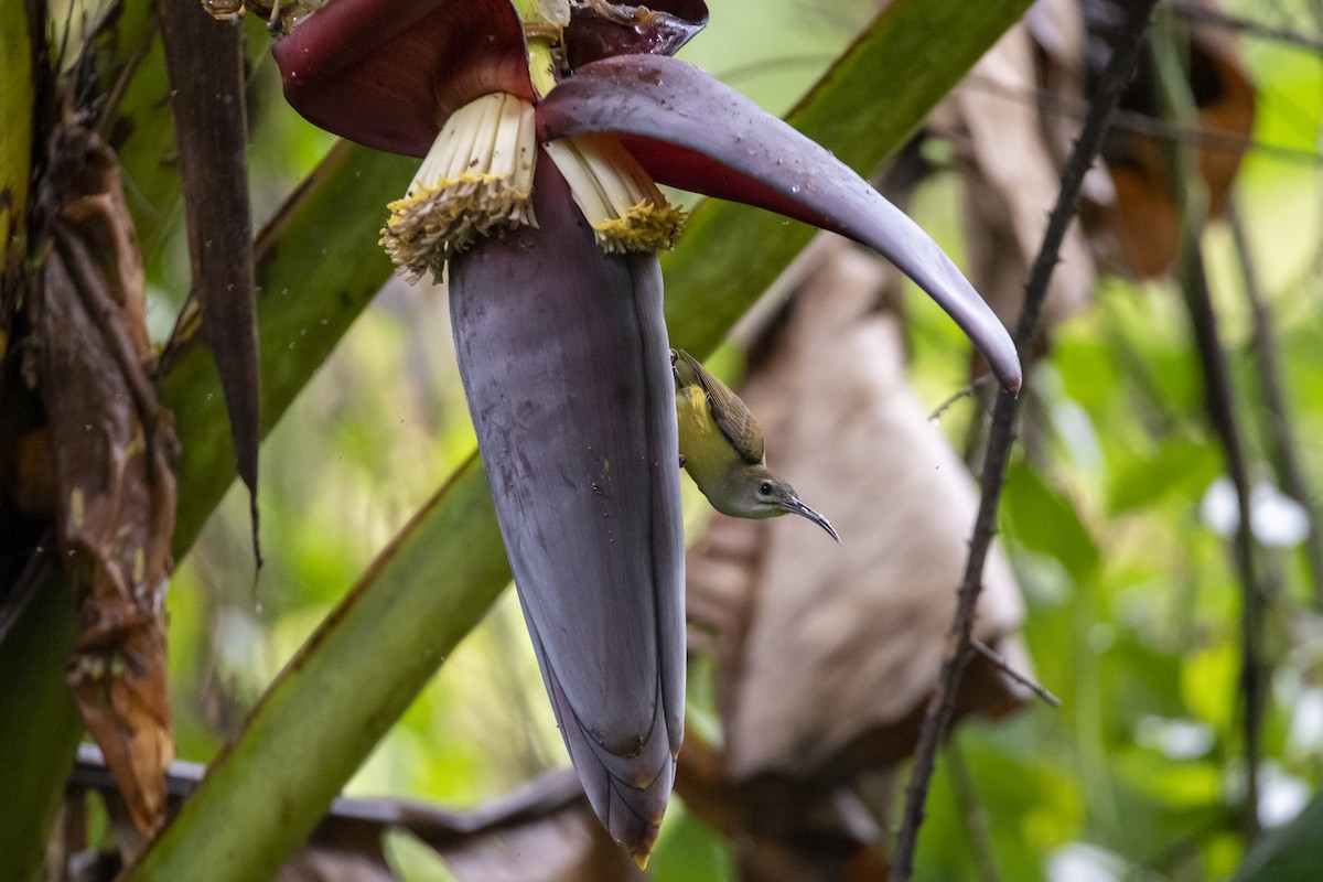 Little Spiderhunter - ML642762734