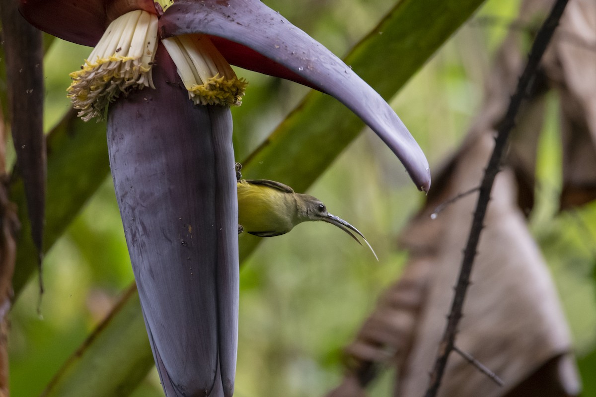 Little Spiderhunter - ML642762735