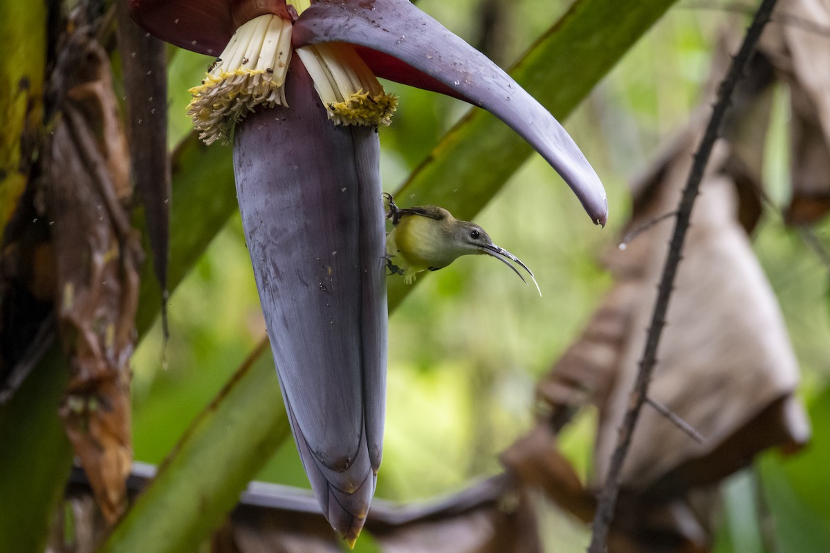 Little Spiderhunter - ML642762740