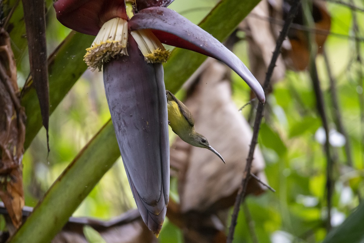 Little Spiderhunter - ML642762741