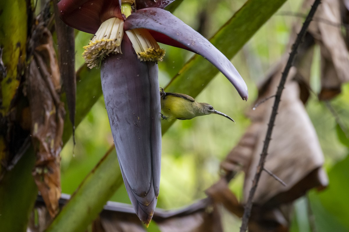 Little Spiderhunter - ML642762742