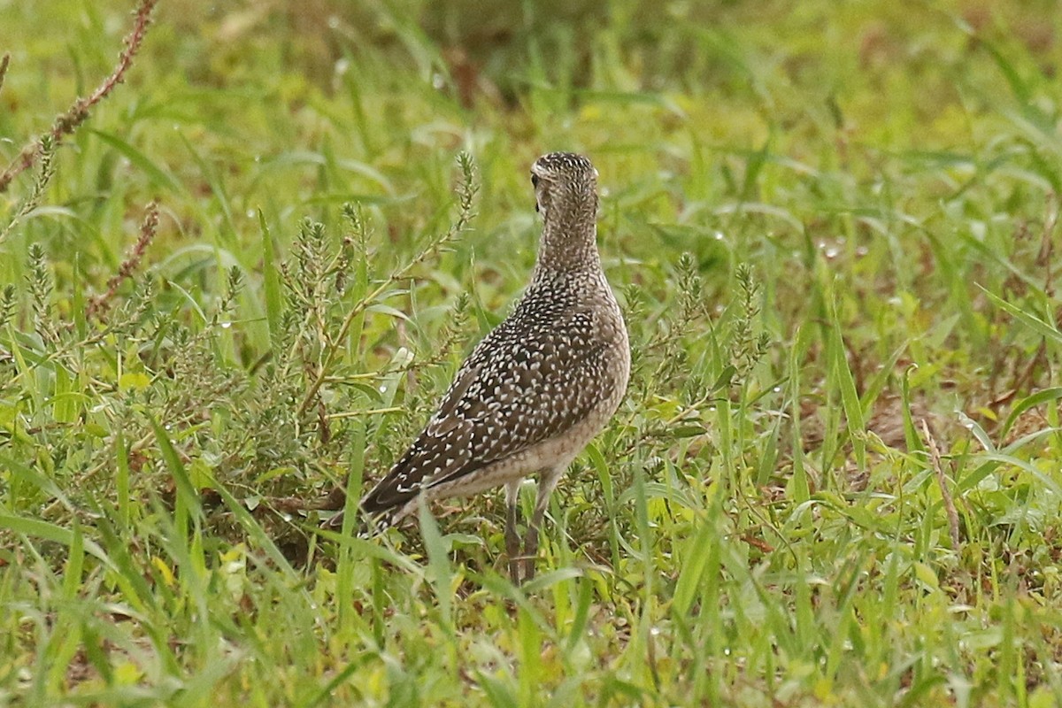 American Golden-Plover - ML642762743