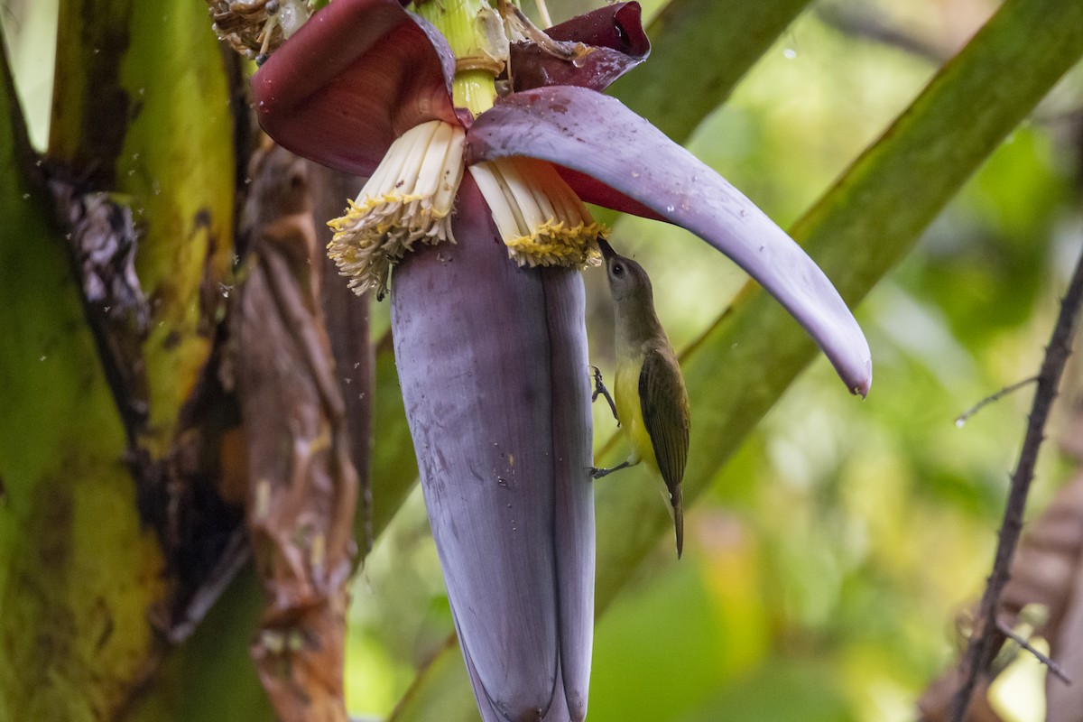Little Spiderhunter - ML642762744