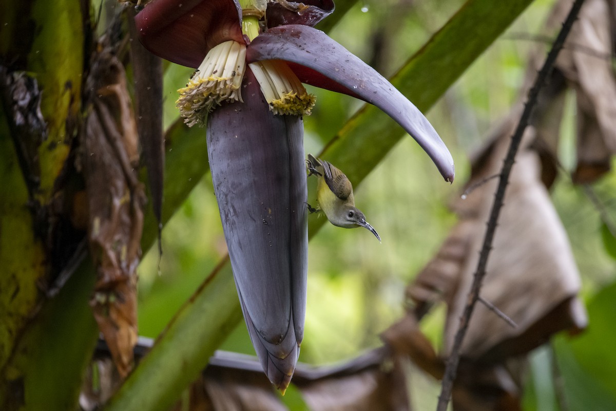 Little Spiderhunter - ML642762746