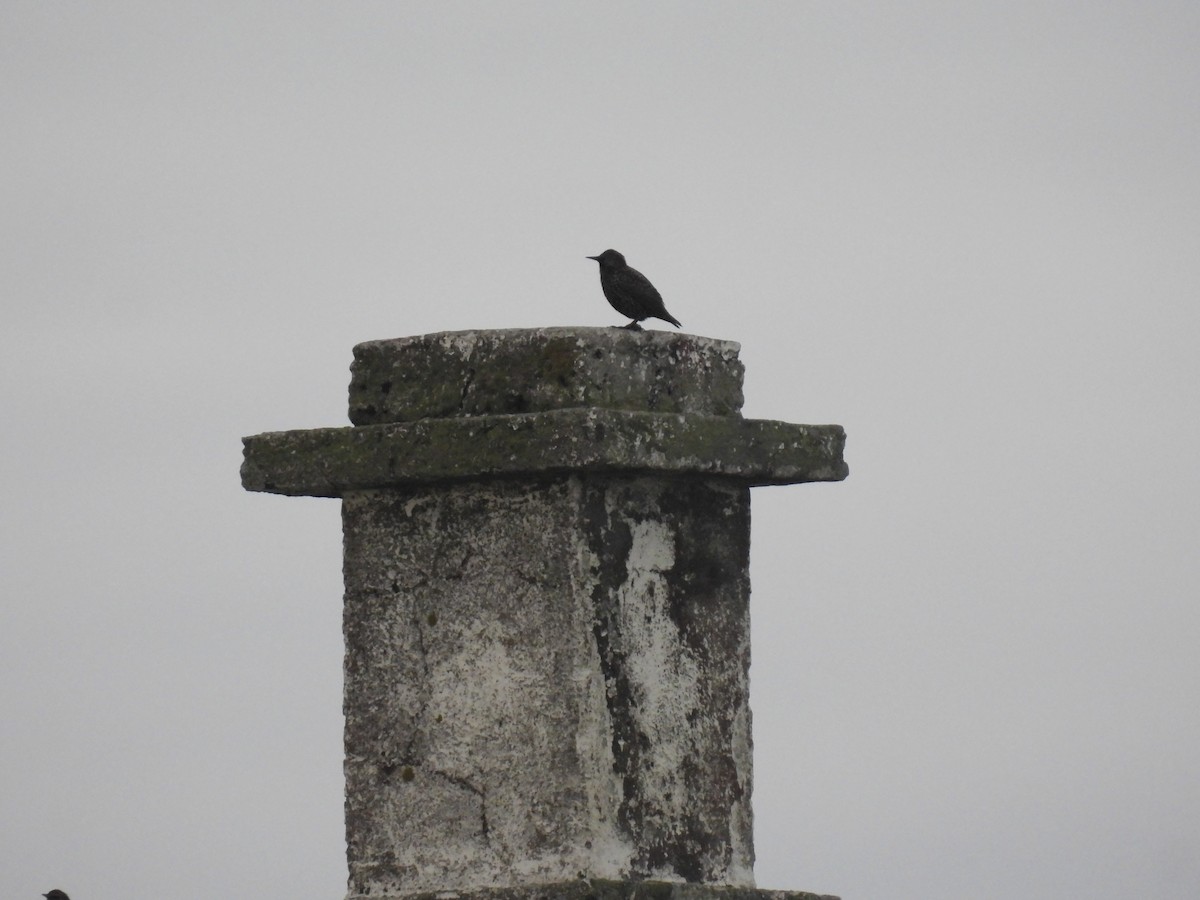 ホシムクドリ - ML642762748