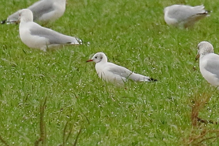 Black-headed Gull - ML642762749