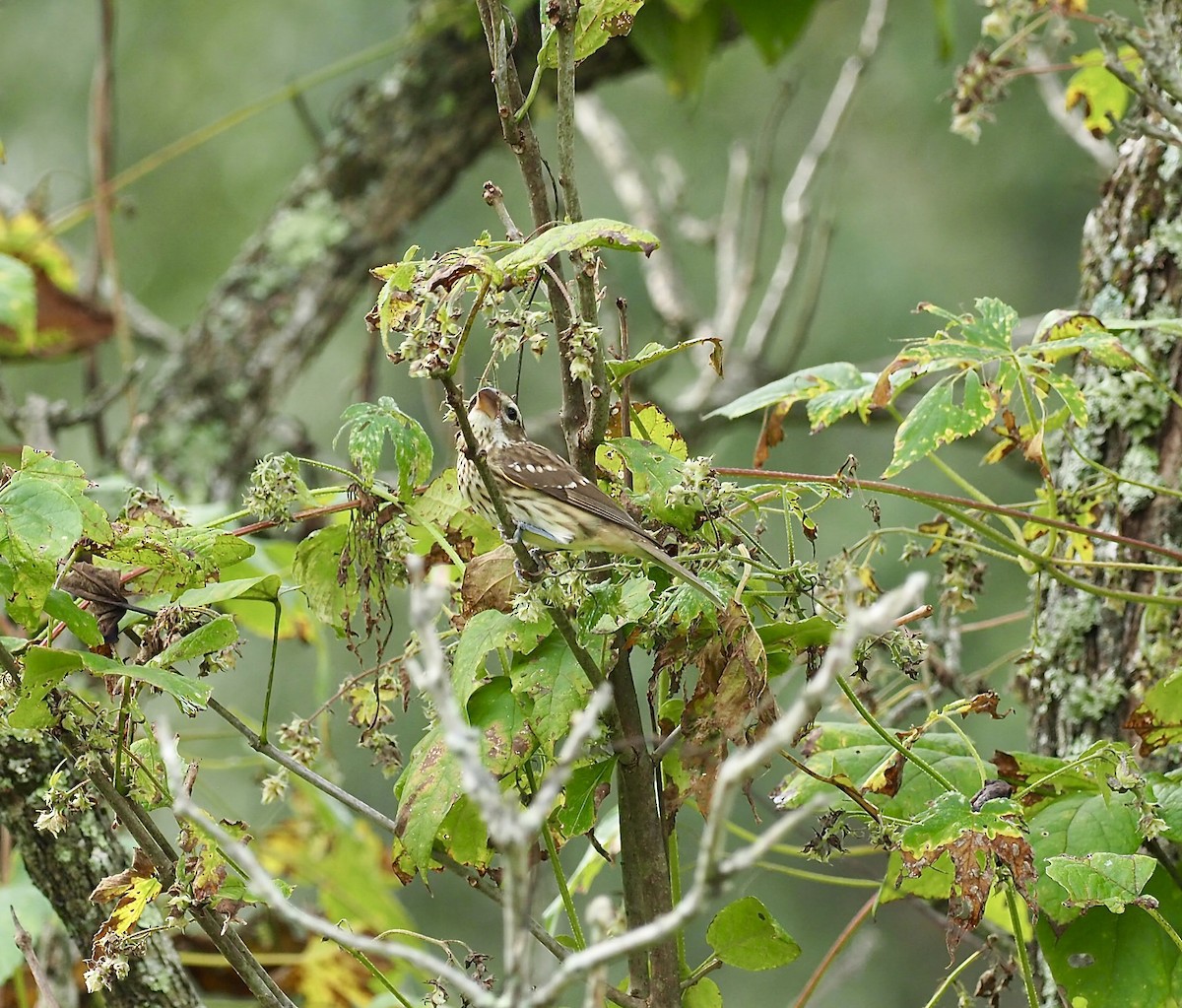 Rose-breasted Grosbeak - ML642762750