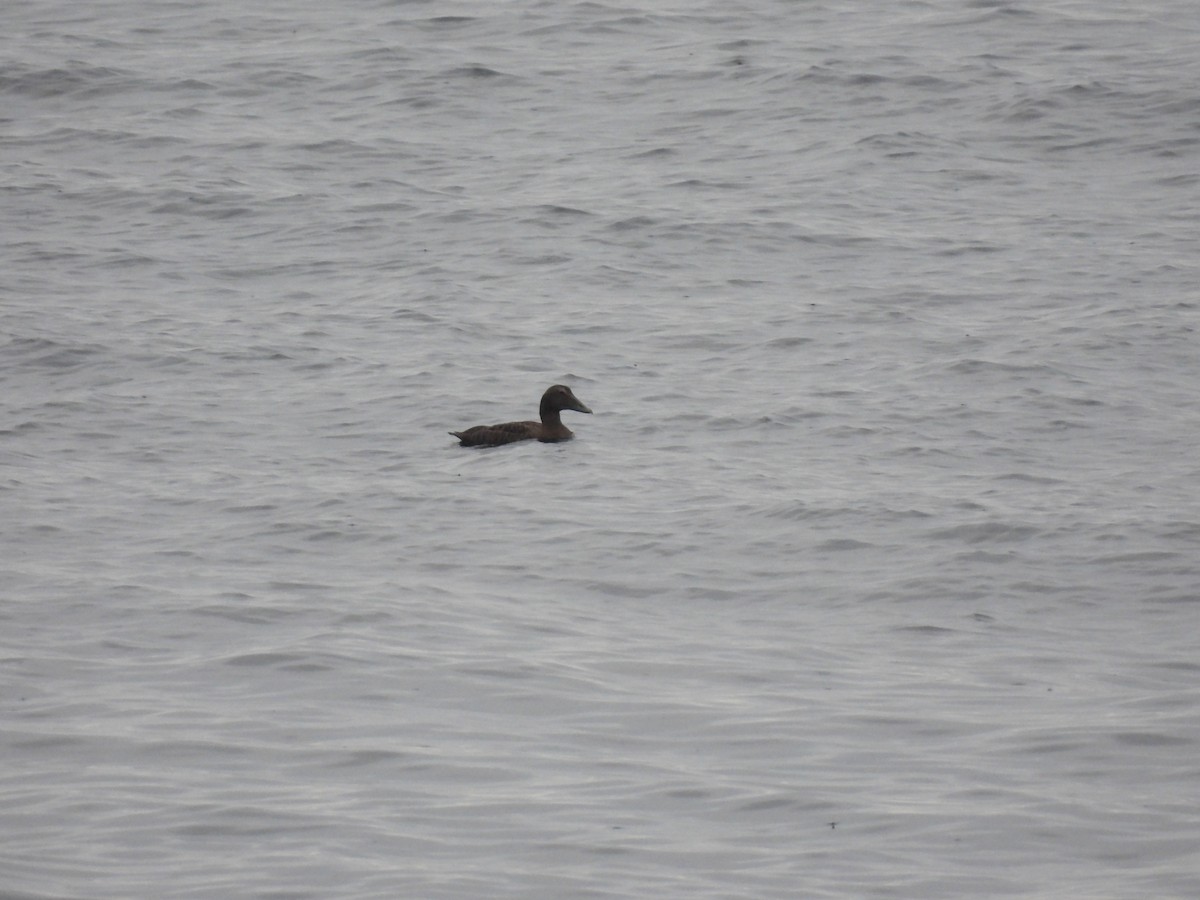 ホンケワタガモ - ML642762762